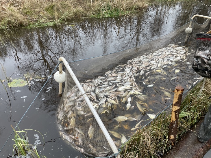 Kilpijärven paunettipyynti Ruonanojassa