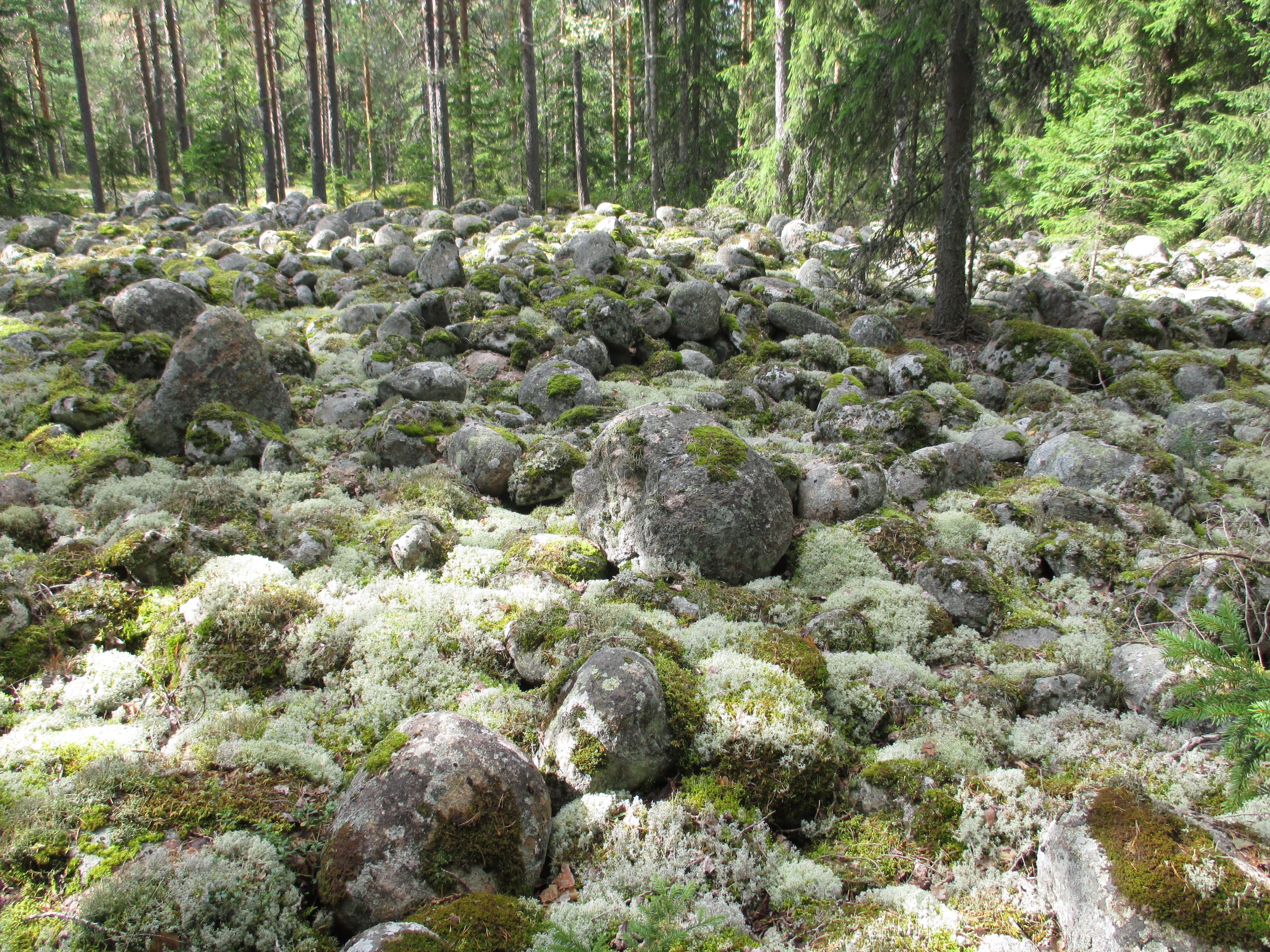 Kivirakkaa Vähäjärven kalliolta