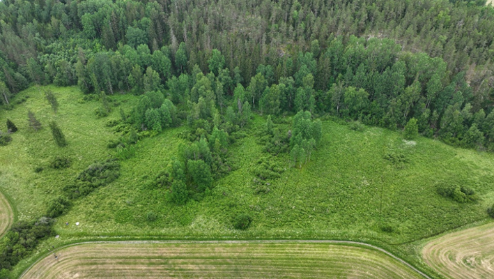 Puokan kohde ennen kosteikon rakennustöitä